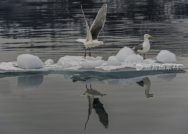 白头鸥(Larus glaucescens)是一种生活在阿拉斯加西海岸到华盛顿海岸的大型白头鸥。阿拉斯加威廉王子湾。